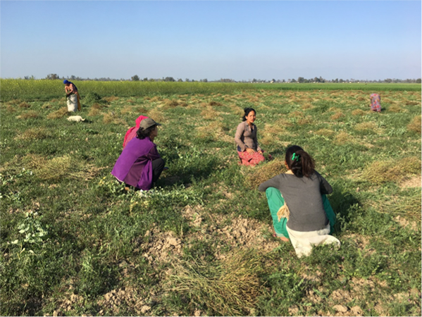 Phụ nữ làm cỏ trong cánh đồng ở Sunaphata, Kailali, Viễn Tây Nepal. Ảnh: Emma Karki