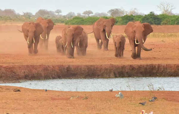 Voi ở Voi Wildlife Lodge nằm ở Vườn quốc gia Đông Tsavo, Kenya. Ảnh: Simon Maina / AFP / Getty Images