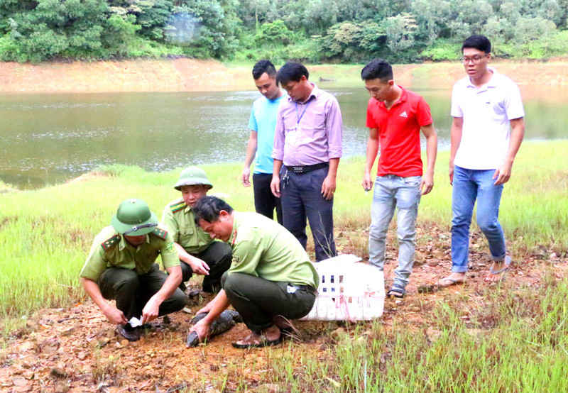 Hạt Kiểm lâm Cô Tô thả con kỳ đà hoa về tự nhiên