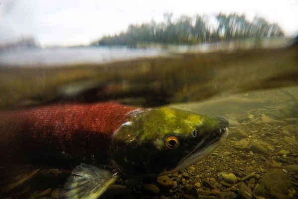 Cá hồi đỏ (cá hồi Sockeye) sinh sản trên sông Kamchatka ở Nga. Ảnh: Yuri Smityuk / Getty Images