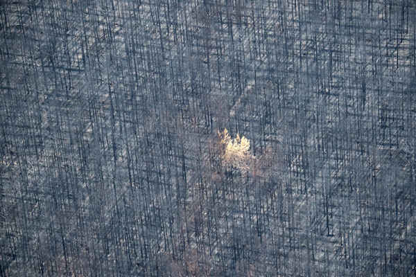Một chú gấu xám và hai chú cún ở Vườn Quốc gia Yellowstone ở Wyoming, Mỹ. Ảnh: Jim Urquhart / Reuters