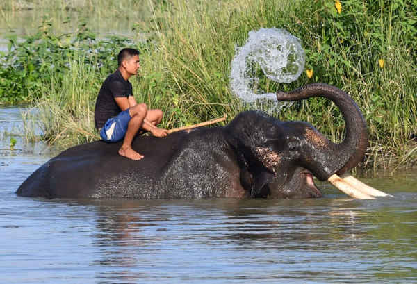 Một quản trượng ngồi trên con voi của anh khi con voi này ngâm mình dưới nước tại khu bảo tồn động vật hoang dã Pobitora Wildlife Sanctuary, ở Assam, Ấn Độ. Khu bảo tồn này có khoảng 25.000 con voi châu Á nhưng số lượng của chúng đang giảm dần chủ yếu do hoạt động săn trộm và phá hủy môi trường sống của con người. Ảnh: Biju Boro