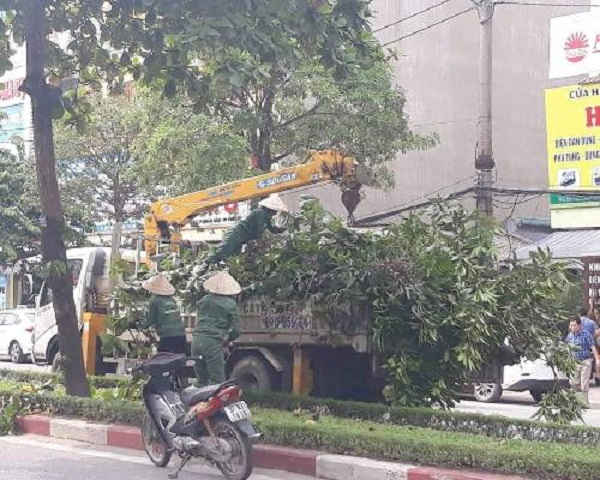 Chặt tỉa cây xanh tại các tuyến phố ở TP Vinh