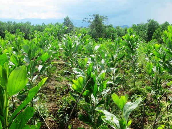 Hoàn thành kế hoạch giao đất rừng góp phần làm giảm những vụ việc khiếu nại, tố cáo về đất đại trên địa bàn Hương Khê.