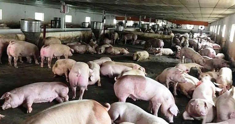 Cục Thú y (Bộ NN&PTNT) đã khuyến cáo, dịch tả heo châu Phi (ASF) chưa xuất hiện tại Việt Nam nhưng nguy cơ lây nhiễm sang nước ta là rất cao vì dịch bệnh này đã lan sang Trung Quốc