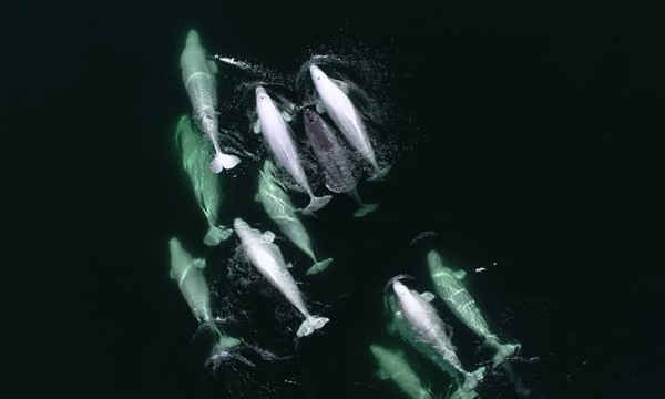 Một con kỳ lân biển bơi với một đàn cá voi beluga ở sông Saint Lawrence của Canada. Ảnh: Nhóm nghiên cứu và giáo dục về động vật có vú biển (GREMM)
