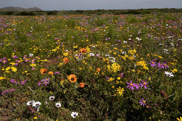 Cánh đồng hoa Fynbos hoang dã mùa xuân ở công viên quốc gia West Coast ở Velddrif, Nam Phi. Ảnh: Nic Bothma / EPA