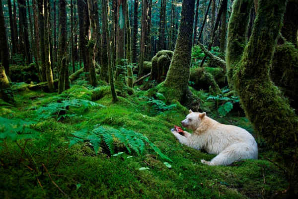 Gấu Kermode rừng trên đảo Gribbell, Canada, 2010 được National Geographic lựa chọn để tham gia trong cuộc triển lãm ảnh động vật hoang dã lớn nhất của mạng truyền hình này. Ảnh: Paul Nicklen / National Geographic