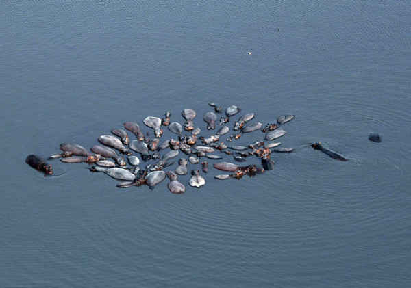 Một đàn hà mã ở huyện Chobe, miền Bắc Botswana. Ảnh: Monirul Bhuiyan / AFP / Getty Images
