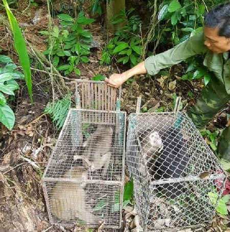 động vật hoang dã