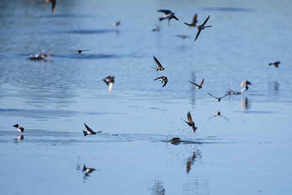 Một đàn chim én ăn côn trùng trên Pevensey Levels, Đông Sussex, Vương quốc Anh. Ảnh: Ed Brown Wildlife / Alamy