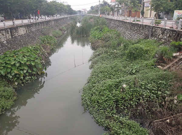 Cỏ cây mọc um tùm tại kênh Bắc – TP Vinh