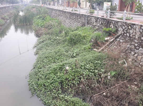 Đoạn sát đường Phùng Chí Kiên – phường Hà Huy Tập mọc nhiều cây lớn