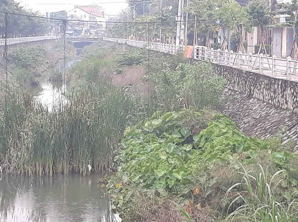 Một số chỗ cây cỏ bịt kín luôn lòng kênh