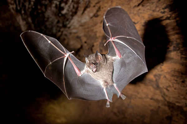 Dơi ăn quả hướng về phía camera trong khu rừng mưa nhiệt đới ở Tambopata, Madre de Dios, Peru. Ảnh: Mark Fernley / Caters News Agency