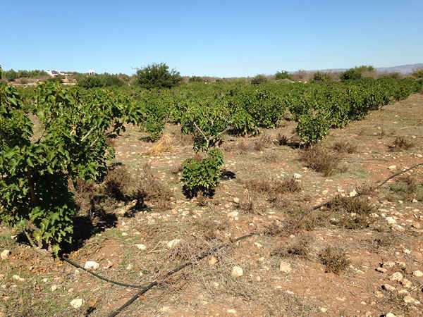 Sử dụng nhiên liệu sinh học Jatropha ở Morocco. Ảnh: Joydeep Gupta