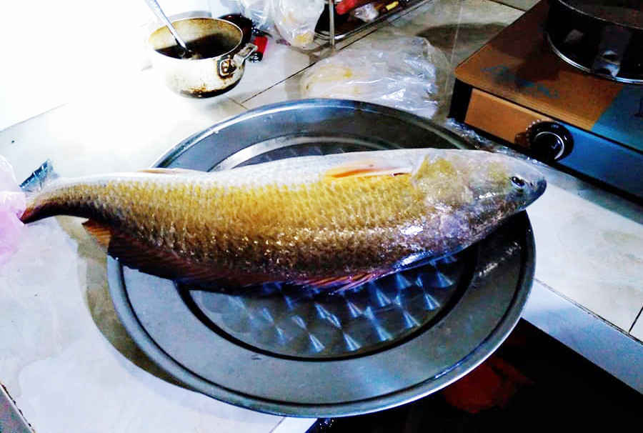 Con cá nghi là sủ vàng mà anh Quý vừa câu được