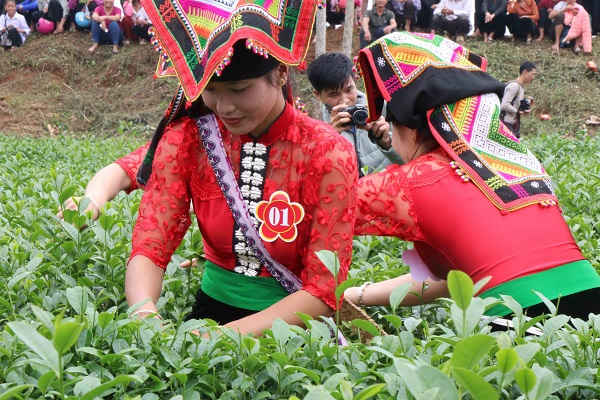Phần thi tài năng người làm chè với 5 đội thi của 4 xã là Phổng Lái, Mường É, Chiềng Pha và Phổng Lập. Đây là những xã có diện tích trồng chè lớn của huyện