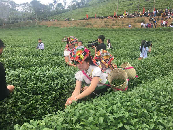 Phần thi tài năng người làm chè với 5 đội thi của 4 xã có diện tích trồng chè lớn của huyện