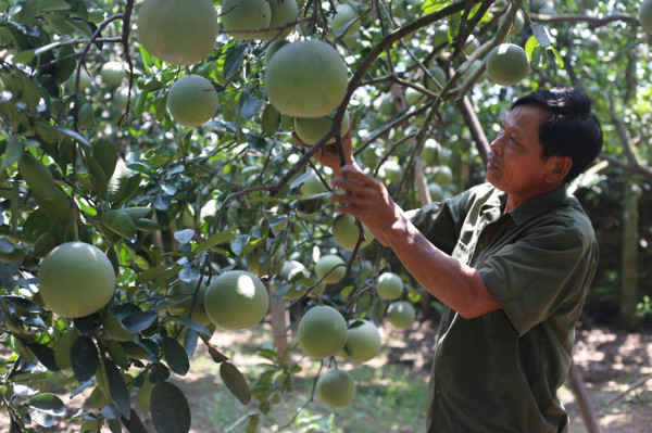 chuyển đổi đất trồng lúa