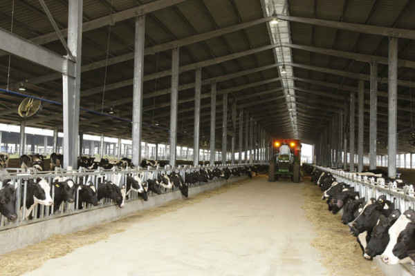 nhập khẩu bò quy mô lớn 1