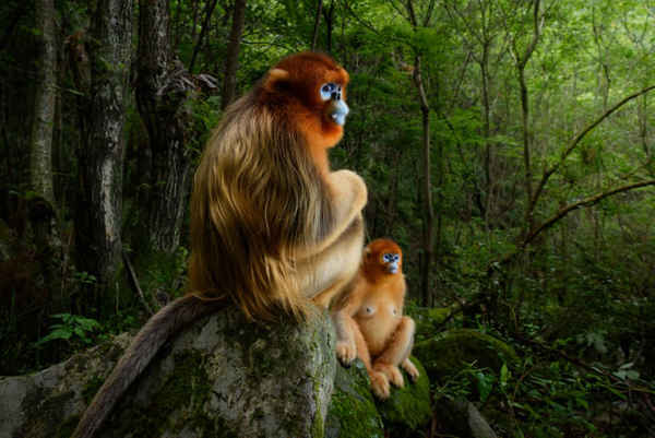 Cặp đôi vàng của Marsel van Oosten, người chiến thắng danh hiệu lớn của Nhiếp ảnh gia động vật hoang dã của cuộc thi năm 2018. Một con khỉ đực mũi vàng Qinling ngồi trên đá cùng với con khỉ cái. Ảnh: Marsel van Oosten / Nhiếp ảnh gia động vật hoang dã năm 2018