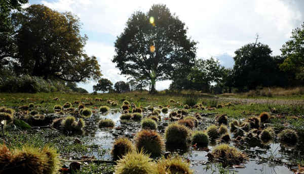 Hạt dẻ ngựa, còn được gọi là conkers, trong một vũng nước ở Richmond Park, London, Anh quốc. Ảnh: Andrew Matthews / PA