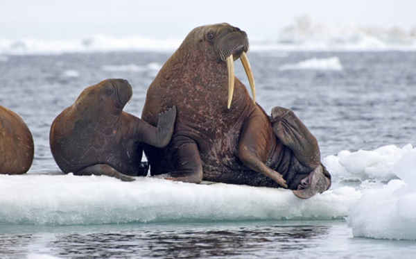 Cá ngừ Thái Bình Dương nghỉ ngơi trên băng ở biển Chukchi, Alaska. Ảnh: SA Sonsthagen / AP