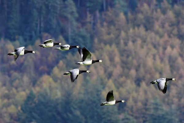 Ngỗng đeo mục kỉnh bay trong khu bảo tồn RSPB Mersehead trên con đường Solway Firth ở Dumfries, Scotland. Ảnh: Ken Jack / Corbis / Getty Images