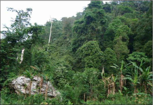 lồng ghép giới trong ddsh