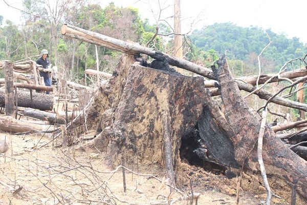 Rừng phòng hộ Tiên Lãnh bị chặt phá trơ trụi