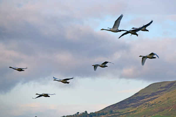 Những con thiên nga Whooper, vào mỗi mùa đông đều di cư từ khu vực sinh sản của chúng ở Iceland đến khu bảo tồn thiên nhiên RSPB Loch Leven ở Kinross, Scotland. Ảnh: Ken Jack / Corbis qua Getty Images