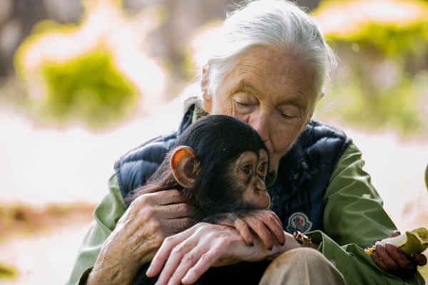Nhà vật lý học người Anh Jane Goodall đến thăm trung tâm cứu hộ tinh tinh ở Entebbe, Uganda. Ảnh: Sumy Sadurni / AFP / Getty Images