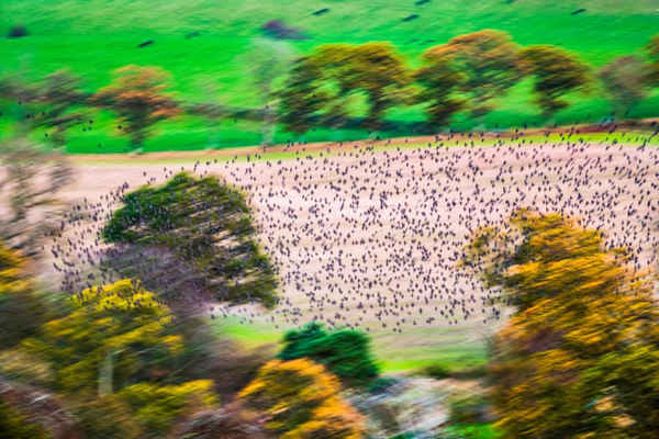 Starlings lướt nhẹ nhàng trên lá mùa thu với âm thanh rì rào trước khi ngủ ở Scotland Borders. Ảnh: Chris Strickland / Alamy