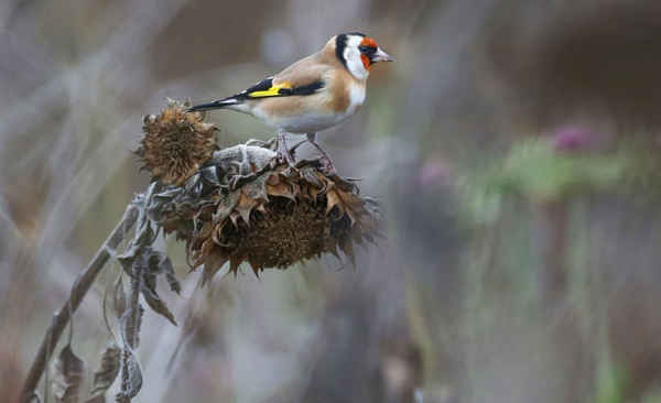 Một con chim sẻ cánh vàng (Carduelis carduelis) đứng trên một bông hoa hướng dương héo ở Langenenslingen, miền Nam nước Đức. Ảnh: Thomas Warnack / AFP / Getty Images