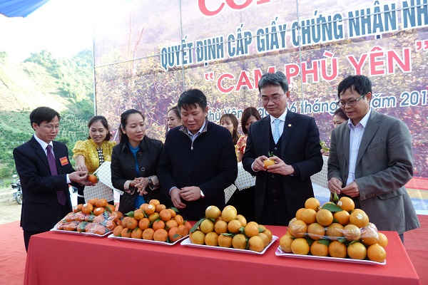 Gắn nhãn hiệu sản phẩm Cam Phù Yên