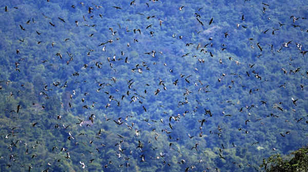 Một đàn chim ưng Amur (Falco amurensis) bay qua Doyang, quận Wokha của Nagaland, Ấn Độ. Những con chim này sinh sản ở Đông Nam nước Nga và miền Bắc Trung Quốc và di chuyển về phía Tây qua Ấn Độ và qua Biển Ả Rập đến miền Nam châu Phi. Ảnh: EPA