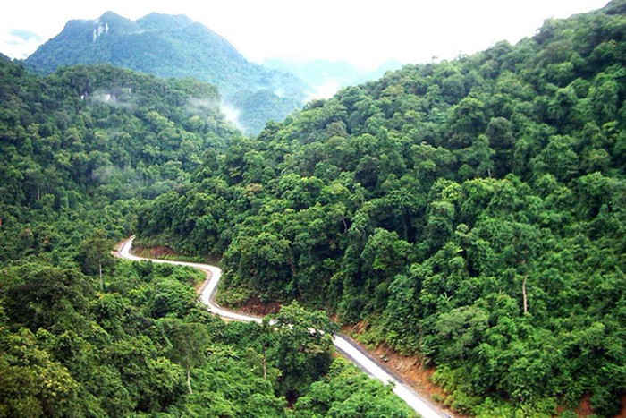 rừng
