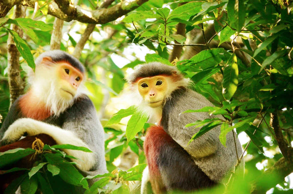 Voọc chà vá chân nâu là loài linh trưởng quý hiếm phân bổ nhiều tại Sơn Trà, Đà Nẵng