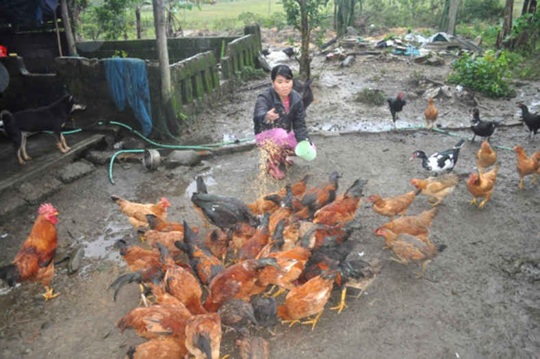Chăn nuôi là giải pháp hữu hiệu để tăng thu nhập…