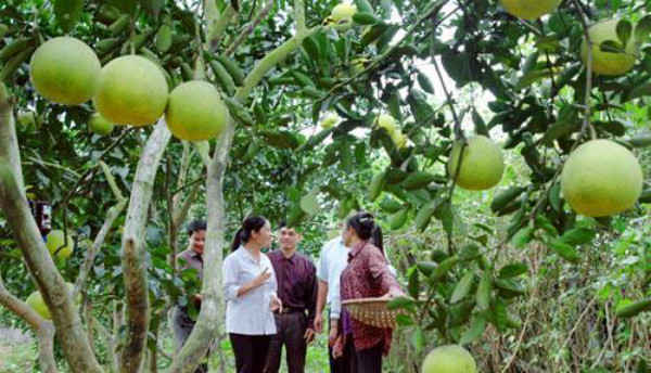 cây ăn quả