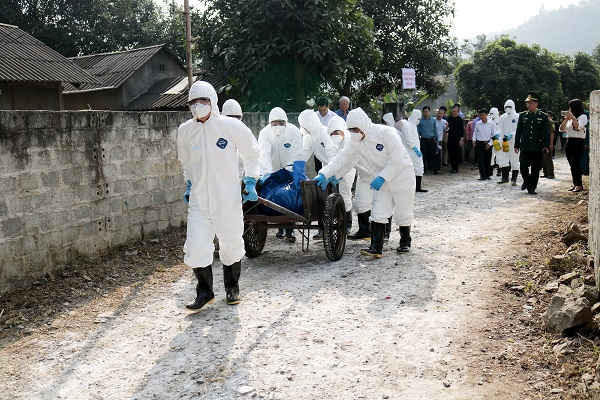Các cơ quan chức năng tiên hành khoanh vùng, khử trùng lấy mẫu xét nghiệm và mang lợn đi tiêu hủy.
