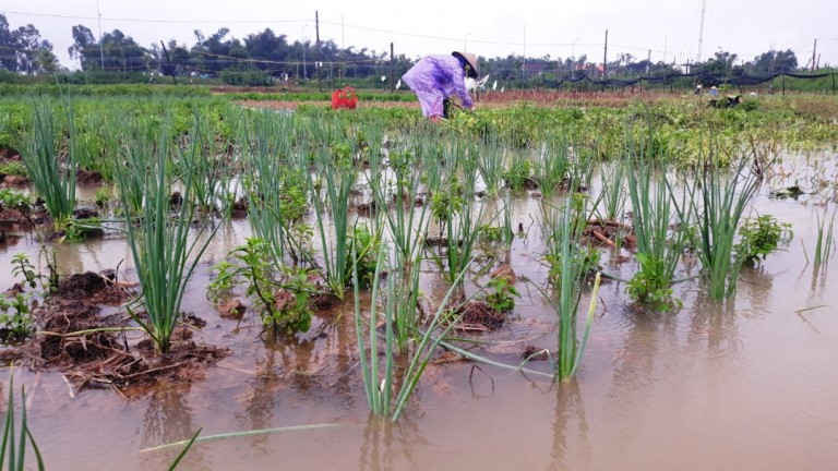 Khác với TP. Đà Nẵng, tỉnh Quảng Nam có rất nhiều vựa rau màu. Hơn nữa, mỗi hộ dân đều có trồng rau trái, ngập lụt hư hỏng nhiều