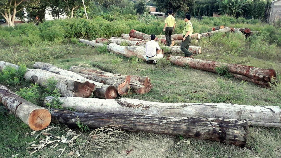 Ảnh hiện trường vụ gỗ vắng chủ bị cơ quan chức năng phát hiện