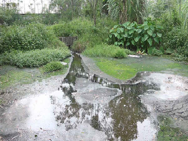 Nước thải chảy theo đường ống phía sau trang trại bốc mùi hôi thối