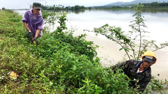 “Địa điểm có thể “săn” được nhiều chuột nhất là những gò đất cao, giường ruộng bên cạnh cánh đồng còn ngập nước. Nước ngập ruộng nên chuột kéo nhau về các gò cao có cây cỏ um tùm để trú ngụ. Nhiều gò đất nhỏ thôi nhưng có thể bắt được 5 - 10 con”- anh Tiến (trú ở xã Đức Thạnh, huyện Mộ Đức, tỉnh Quảng Ngãi) cho hay