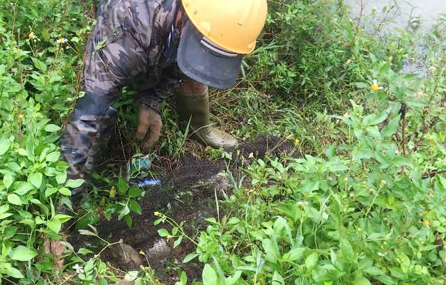 Không quá khó để “săn” bắt chuột ở thời điểm này