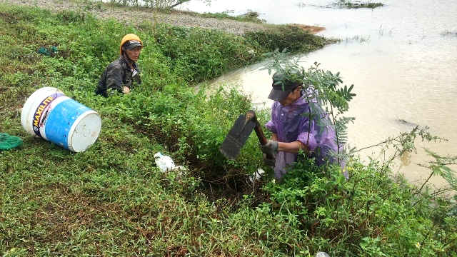 Nghề “săn” bắt và mua bán chuột đồng vào mùa lũ không chỉ giúp nhiều nông dân ở Quảng Ngãi có thêm thu nhập, ổn định cuộc sống lúc nông nhàn, đồng thời góp phần tiêu diệt chuột, bảo vệ mùa màng
