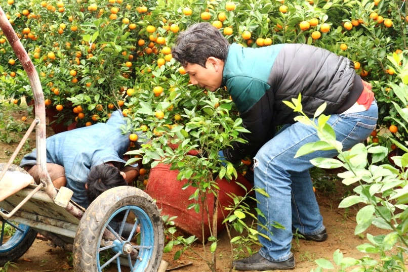 Tất bật bốc dỡ lên xe để bán cho thương lái