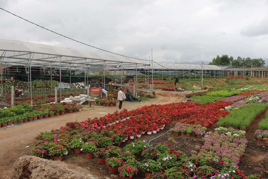 1. Cánh đồng hoa Vân Dương rực rỡ sắc màu 